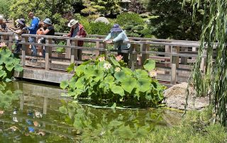 Members on bridge over lily pond at Lotusland