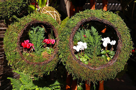 Two holiday wreathes with cyclamen at Roger's Gardens