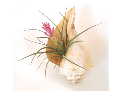 Bromeliad planted in a conche shell