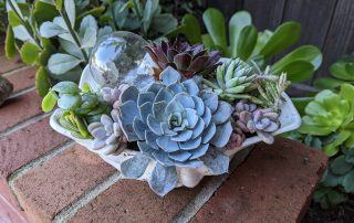 Shell planter with succulents.