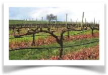 Grape vines after pruning