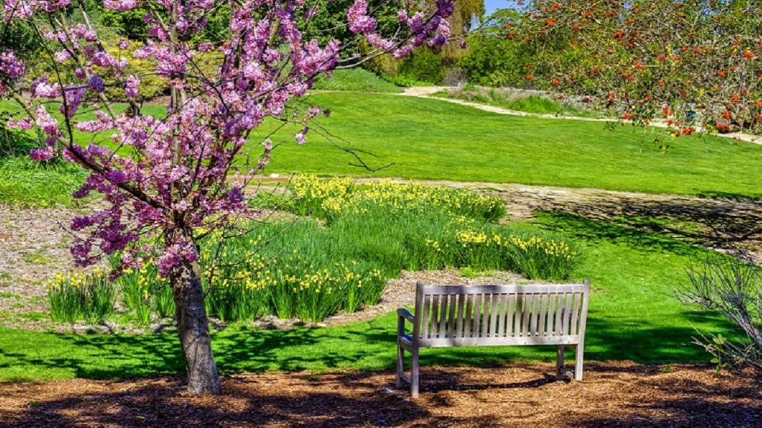A view of South Coast Botanical Gardens with a bench, flowering cherry tree and daffodils