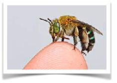 A bee sitting on a human fingertip