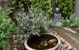 Buddah with lavender, Garden #3 2023 G&GT