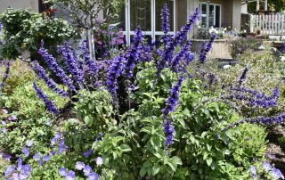 Purple Salvia, Garden #5 2023 G&GT