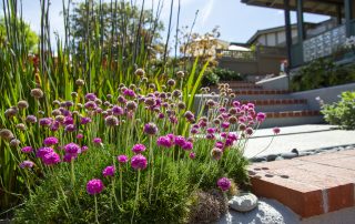 Purple pom pom flowers at entrance stairs, Garden #2 2023 G&GT