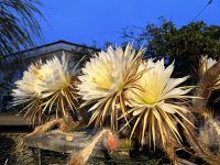 Night Blooming Cereus Cactus