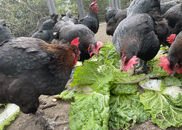 Chickens at Bluebird Canyon Farms