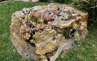 Succulents in a porous rock